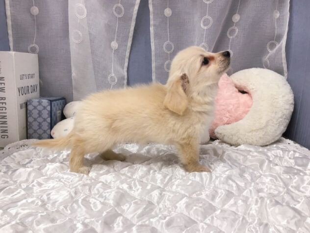 愛知県のハーフ犬・ミックス犬 (アミーゴ知立店/2026年5月30日生まれ/女の子/クリーム)の子犬の2枚目の画像