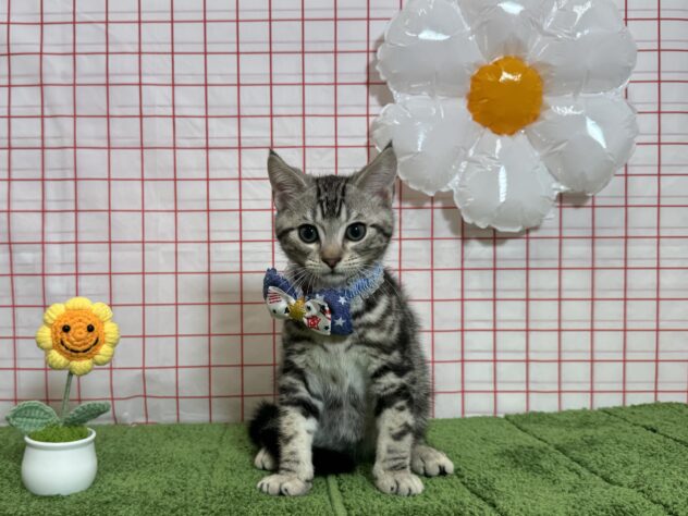 山形県のアメリカンショートヘアー (アミーゴ酒田店/2026年4月20日生まれ/男の子/シルバータビー)の子猫の2枚目の画像