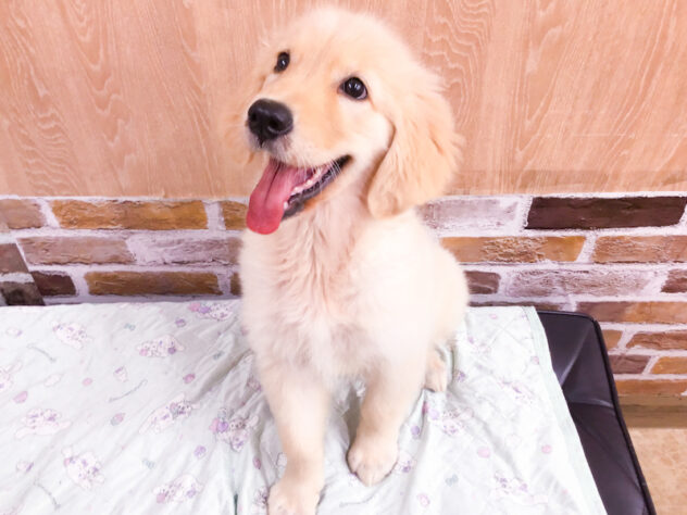愛知県のゴールデンレトリバー (アミーゴ知立店/2026年4月29日生まれ/女の子/ゴールド)の子犬の4枚目の画像