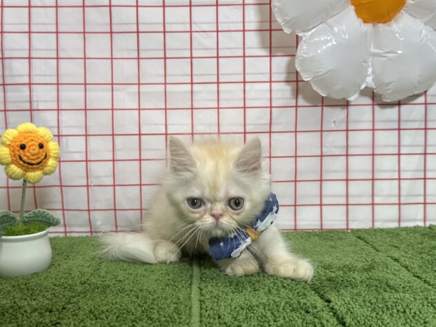 山形県のエキゾチック (アミーゴ酒田店/2026年5月27日生まれ/男の子/クリームカメオ)の子猫の2枚目の画像