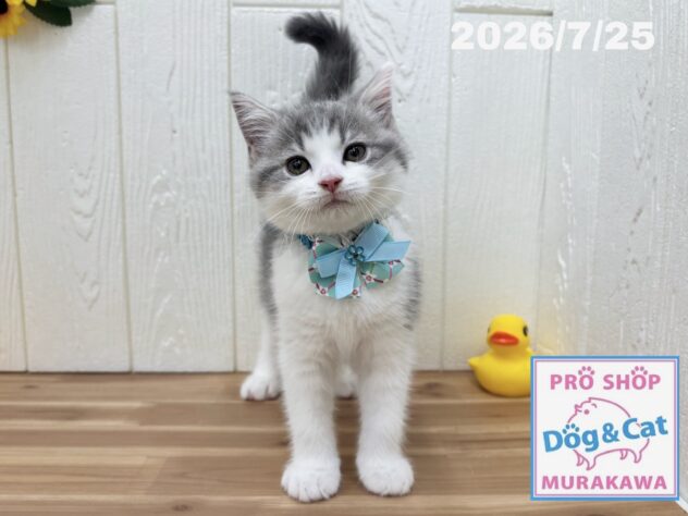 広島県のスコティッシュフォールド (アミーゴ大町店/2026年5月24日生まれ/男の子/ブルータビーホワイト)の子猫の3枚目の画像