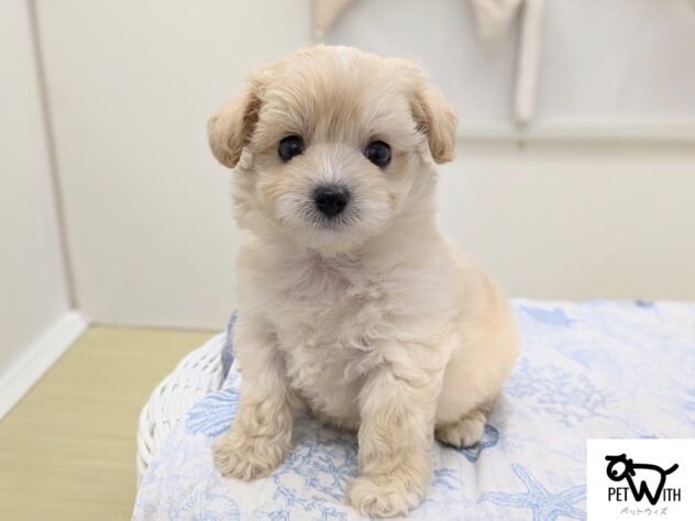 福島県のハーフ犬・ミックス犬 (アミーゴ会津若松店/2026年5月3日生まれ/男の子/クリーム)の子犬