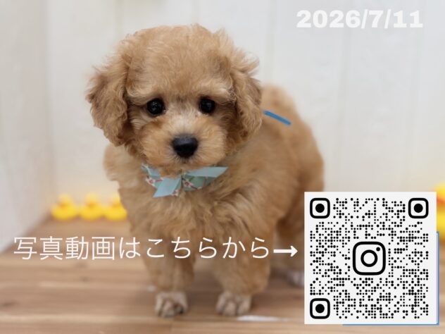 広島県のトイプードル(トイ) (アミーゴ大町店/2026年5月11日生まれ/男の子/オレンジフォーン)の子犬の3枚目の画像