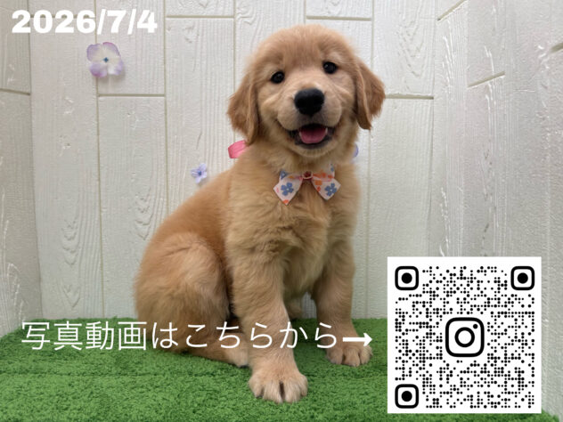広島県のゴールデンレトリバー (アミーゴ大町店/2026年5月2日生まれ/女の子/ゴールデン)の子犬の3枚目の画像