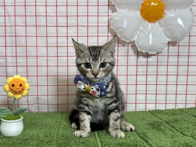 山形県のアメリカンショートヘアー (アミーゴ酒田店/2026年4月20日生まれ/男の子/シルバータビー)の子猫の1枚目の画像