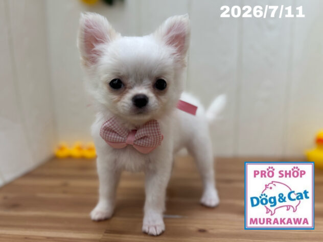 広島県のチワワ(ロング) (アミーゴ大町店/2026年5月4日生まれ/女の子/クリーム)の子犬の2枚目の画像
