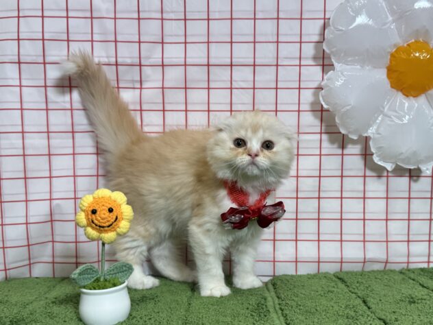 山形県のスコティッシュフォールド (アミーゴ酒田店/2026年4月30日生まれ/女の子/カメオタビーホワイト)の子猫の2枚目の画像