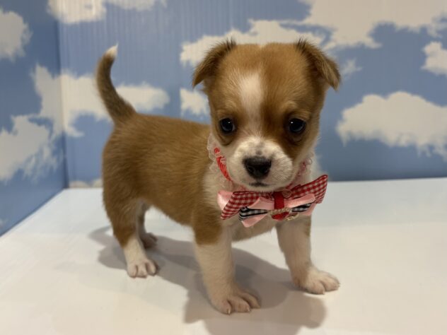 山形県のハーフ犬・ミックス犬 (アミーゴ山形南店/2026年5月18日生まれ/女の子/レッドホワイト)の子犬の2枚目の画像