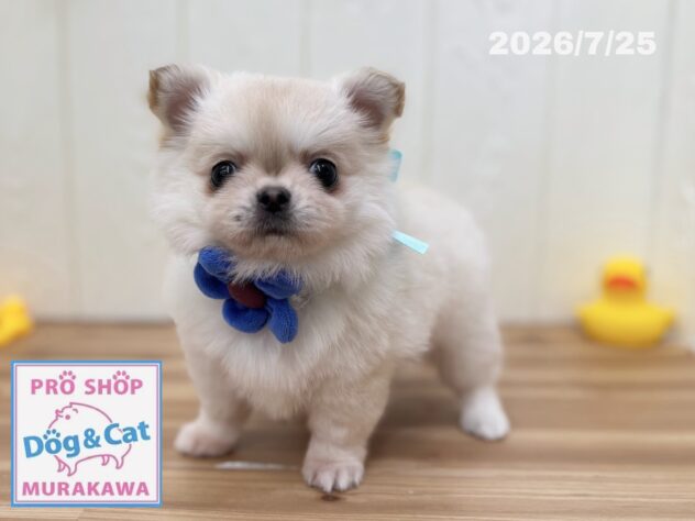 広島県のチワワ(ロング) (アミーゴ大町店/2026年5月28日生まれ/男の子/クリーム)の子犬の2枚目の画像