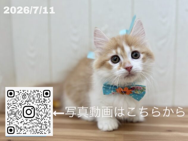 広島県のマンチカン (アミーゴ大町店/2026年5月6日生まれ/男の子/レッドタビーホワイト)の子猫の3枚目の画像