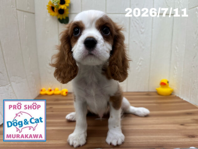広島県のキャバリアキングチャールズスパニエル (アミーゴ大町店/2026年5月1日生まれ/男の子/ブレンハイム)の子犬の2枚目の画像