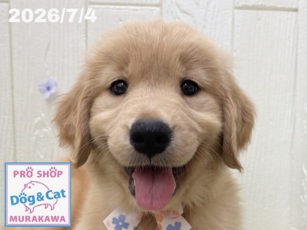 広島県のゴールデンレトリバー (アミーゴ大町店/2026年5月2日生まれ/女の子/ゴールデン)の子犬