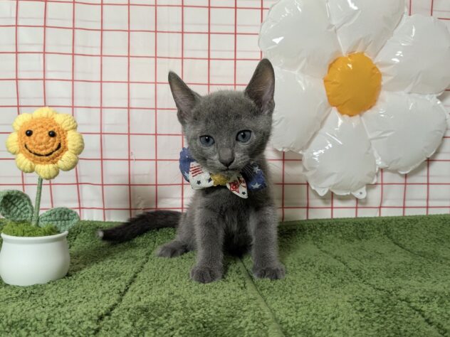 山形県のロシアンブルー (アミーゴ酒田店/2026年5月10日生まれ/男の子/ブルー)の子猫