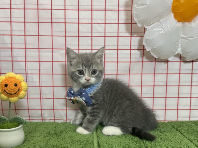 山形県のマンチカン (アミーゴ酒田店/2026年5月19日生まれ/男の子/ブルータビーホワイト)の子猫の1枚目の画像