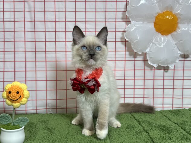 山形県のラグドール (アミーゴ酒田店/2026年4月10日生まれ/女の子/シールポイントミテッド)の子猫