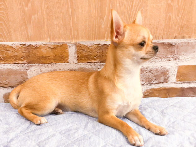 愛知県のチワワ(ロング) (アミーゴ知立店/2026年1月2日生まれ/女の子/レッド)の子犬の3枚目の画像