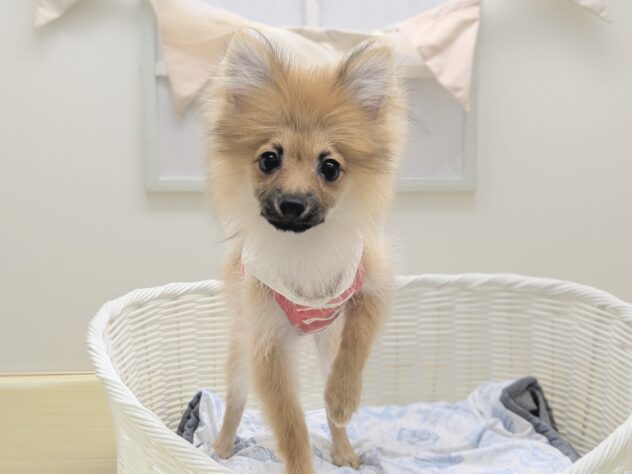 福島県のポメラニアン (アミーゴ会津若松店/2026年3月8日生まれ/女の子/オレンジ)の子犬の2枚目の画像