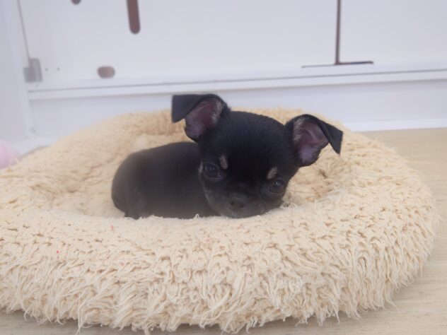 岡山県のチワワ(ロング) (アミーゴ中庄店/2026年5月9日生まれ/女の子/ブラッククリーム)の子犬の3枚目の画像