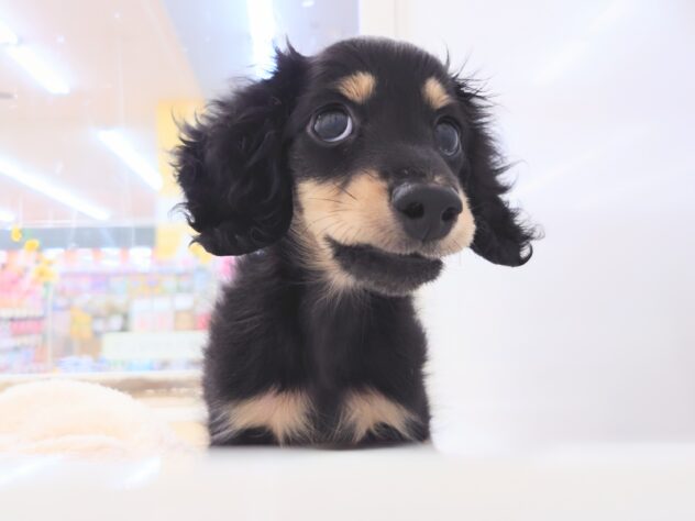 岡山県のミニチュアダックスフンド(ロング) (アミーゴ中庄店/2026年5月20日生まれ/男の子/ブラックタン)の子犬の3枚目の画像
