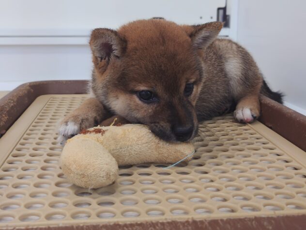 岡山県の豆柴 (アミーゴ中庄店/2026年5月31日生まれ/女の子/赤)の子犬の4枚目の画像