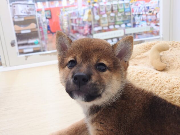 岡山県の豆柴 (アミーゴ中庄店/2026年5月31日生まれ/女の子/赤)の子犬の2枚目の画像