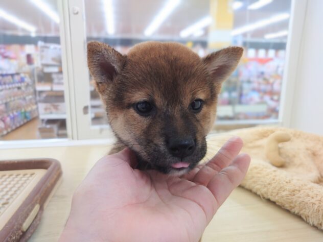岡山県の豆柴 (アミーゴ中庄店/2026年5月31日生まれ/女の子/赤)の子犬の3枚目の画像