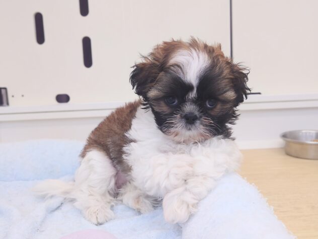 岡山県のシーズー (アミーゴ中庄店/2026年5月7日生まれ/女の子/ゴールドホワイト)の子犬の1枚目の画像