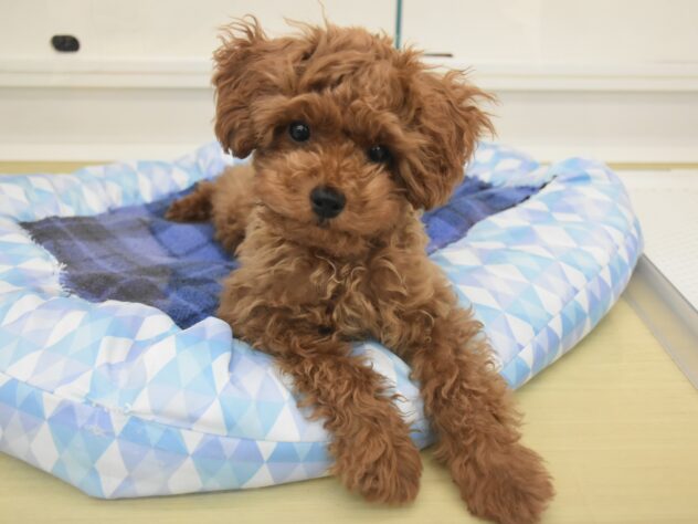 新潟県のトイプードル(トイ) (アミーゴ新潟小新店/2026年3月5日生まれ/男の子/レッド)の子犬の4枚目の画像