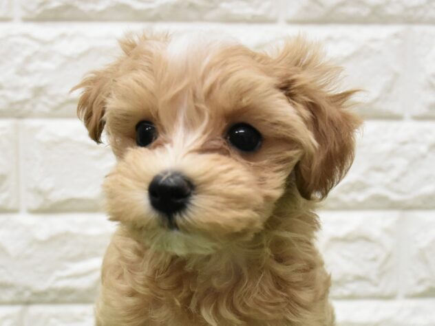 新潟県のハーフ犬・ミックス犬 (アミーゴ新潟小新店/2026年5月3日生まれ/女の子/レッドホワイト)の子犬の1枚目の画像
