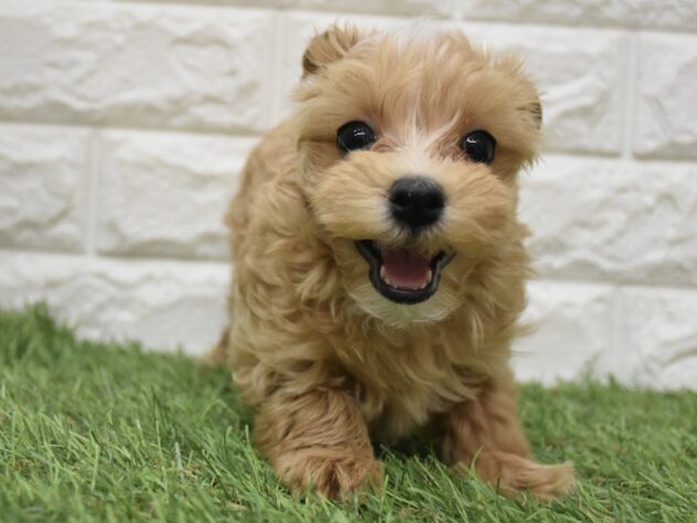 新潟県のハーフ犬・ミックス犬 (アミーゴ新潟小新店/2026年5月3日生まれ/女の子/レッドホワイト)の子犬の2枚目の画像
