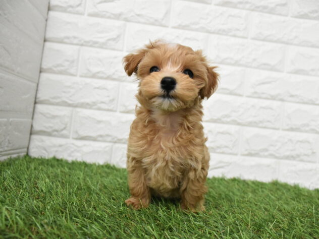 新潟県のハーフ犬・ミックス犬 (アミーゴ新潟小新店/2026年5月3日生まれ/女の子/レッドホワイト)の子犬の3枚目の画像