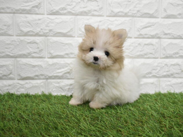 新潟県のハーフ犬・ミックス犬 (アミーゴ新潟小新店/2026年5月4日生まれ/女の子/パーティーカラー)の子犬の2枚目の画像