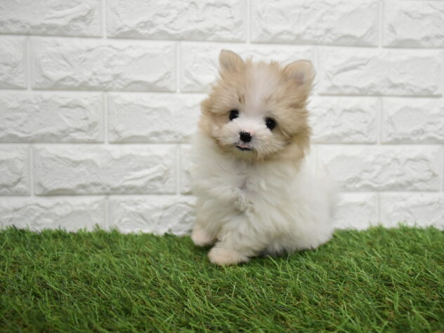 新潟県のハーフ犬・ミックス犬 (アミーゴ新潟小新店/2026年5月4日生まれ/女の子/パーティーカラー)の子犬の3枚目の画像