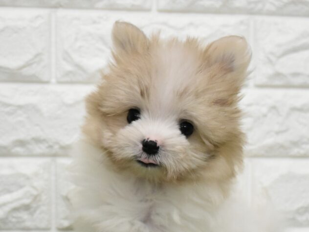 新潟県のハーフ犬・ミックス犬 (アミーゴ新潟小新店/2026年5月4日生まれ/女の子/パーティーカラー)の子犬の1枚目の画像