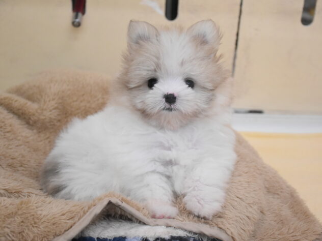 新潟県のハーフ犬・ミックス犬 (アミーゴ新潟小新店/2026年5月4日生まれ/女の子/パーティーカラー)の子犬の4枚目の画像