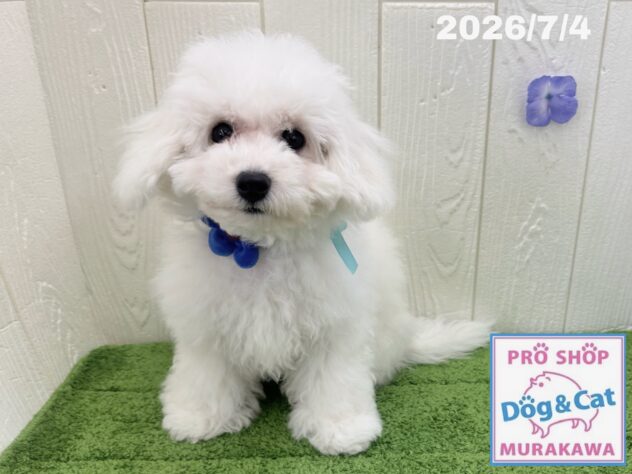 広島県のビションフリーゼ (アミーゴ大町店/2026年3月11日生まれ/男の子/ホワイト)の子犬の2枚目の画像
