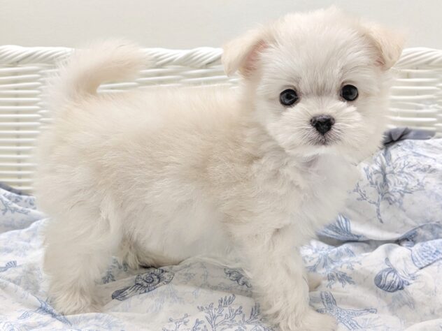 福島県のハーフ犬・ミックス犬 (アミーゴ会津若松店/2026年5月4日生まれ/女の子/クリームホワイト)の子犬の2枚目の画像