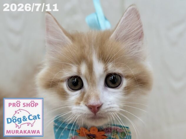 広島県のマンチカン (アミーゴ大町店/2026年5月6日生まれ/男の子/レッドタビーホワイト)の子猫の1枚目の画像
