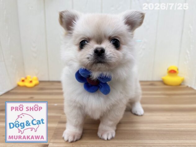 広島県のチワワ(ロング) (アミーゴ大町店/2026年5月28日生まれ/男の子/クリーム)の子犬の3枚目の画像