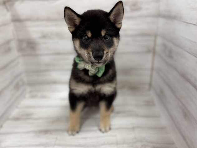 福島県の柴犬(標準サイズ) (アミーゴ小名浜店/2026年4月11日生まれ/男の子/黒)の子犬