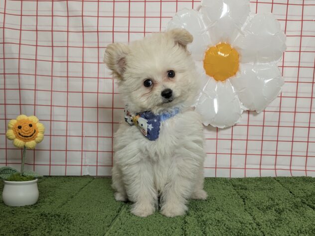 山形県のハーフ犬・ミックス犬 (アミーゴ酒田店/2026年5月18日生まれ/男の子/クリーム)の子犬の1枚目の画像