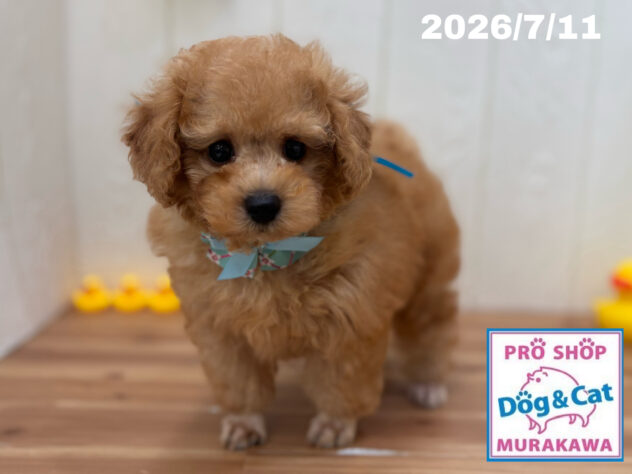 広島県のトイプードル(トイ) (アミーゴ大町店/2026年5月11日生まれ/男の子/オレンジフォーン)の子犬の2枚目の画像