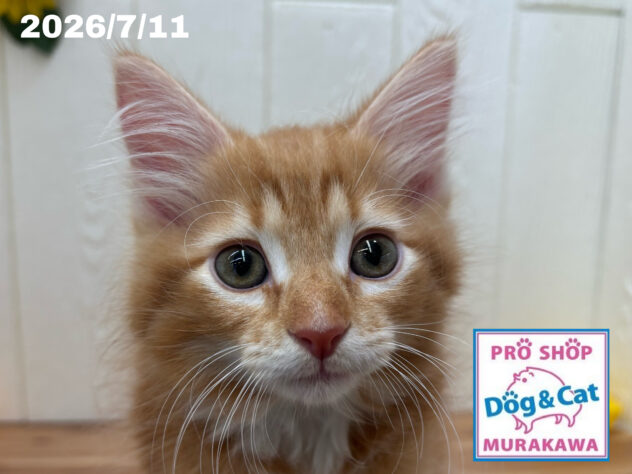 広島県のサイベリアン (アミーゴ大町店/2026年5月8日生まれ/男の子/ブラウンタビーホワイト)の子猫の1枚目の画像