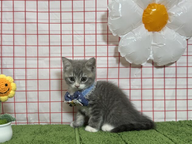 山形県のマンチカン (アミーゴ酒田店/2026年5月19日生まれ/男の子/ブルータビーホワイト)の子猫の2枚目の画像