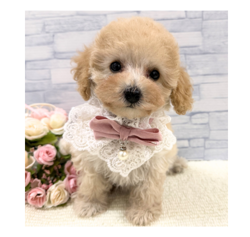 山口県のトイプードル(トイ) (アミーゴ周南店/2026年5月3日生まれ/女の子/クリーム)の子犬の1枚目の画像