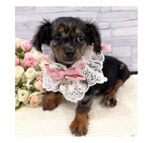 山口県のハーフ犬・ミックス犬 (アミーゴ周南店/2026年5月20日生まれ/女の子/シルバーダップル)の子犬の3枚目の画像
