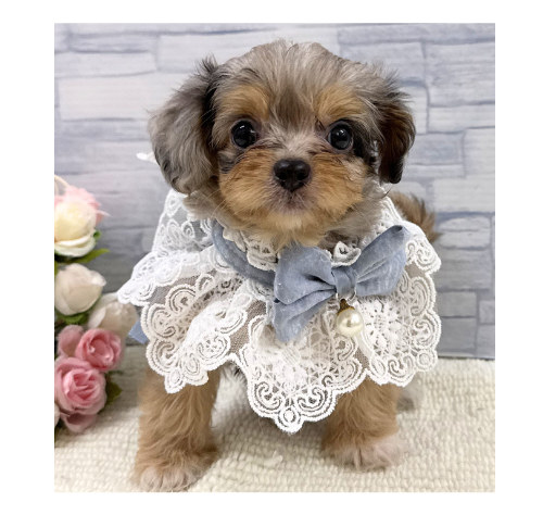 山口県のハーフ犬・ミックス犬 (アミーゴ周南店/2026年5月5日生まれ/男の子/ブルーマール)の子犬の3枚目の画像