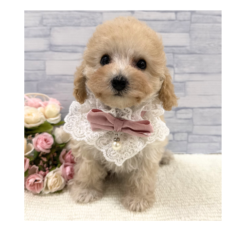 山口県のトイプードル(トイ) (アミーゴ周南店/2026年5月3日生まれ/女の子/クリーム)の子犬の3枚目の画像