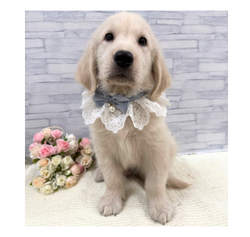 山口県のゴールデンレトリバー (アミーゴ周南店/2026年5月20日生まれ/男の子/クリーム)の子犬の1枚目の画像