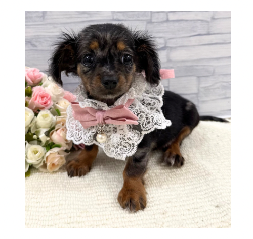 山口県のハーフ犬・ミックス犬 (アミーゴ周南店/2026年5月20日生まれ/女の子/シルバーダップル)の子犬の2枚目の画像